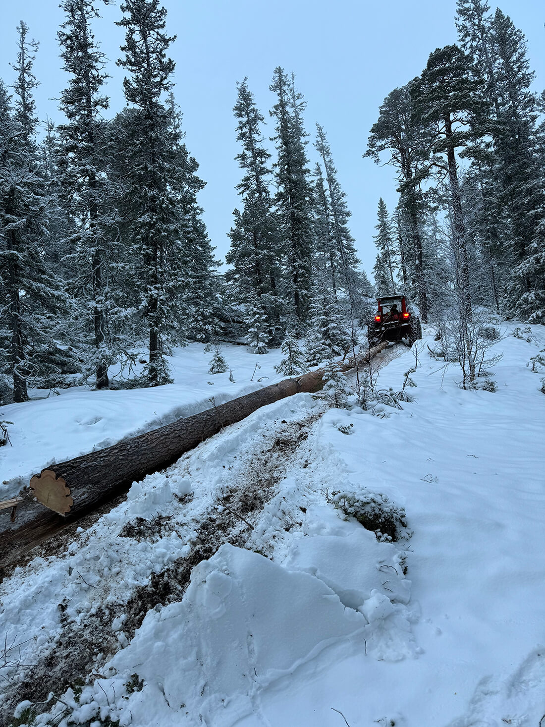 Avkappet kjerneved som skal brukes til restaureringen av vannhjulet ved Teknisk museum